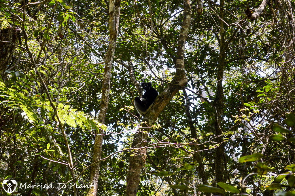 Indri Lemur (Indri indri) at Analamazaotra Reserve