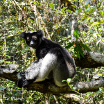 Analamazaotra and Mitsinjo Reserves, Andasibe, Madagascar