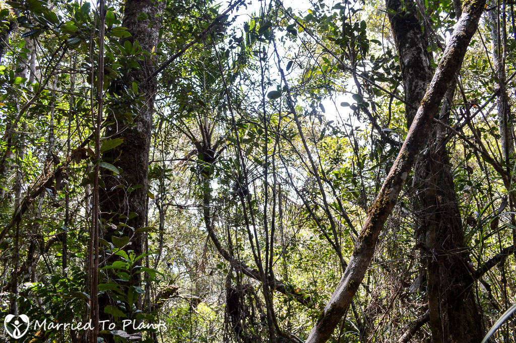 Ravenea madagascariensis at Mantadia National Park