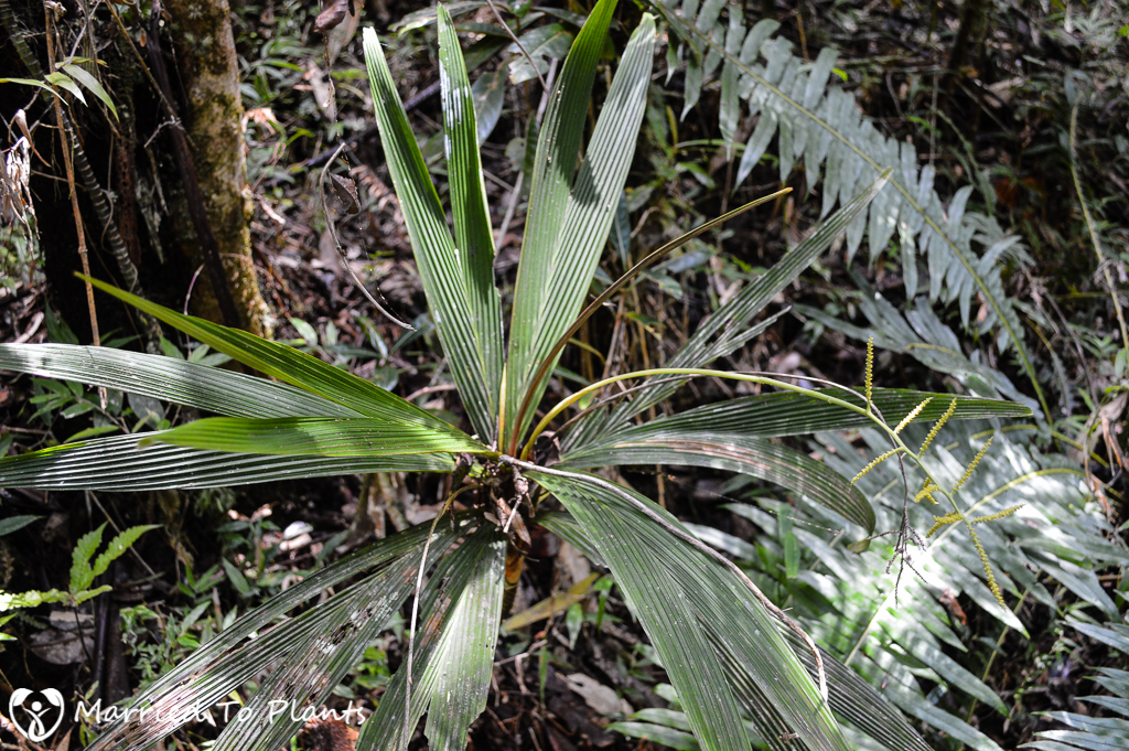 Dypsis louvelii at Mantadia National Park