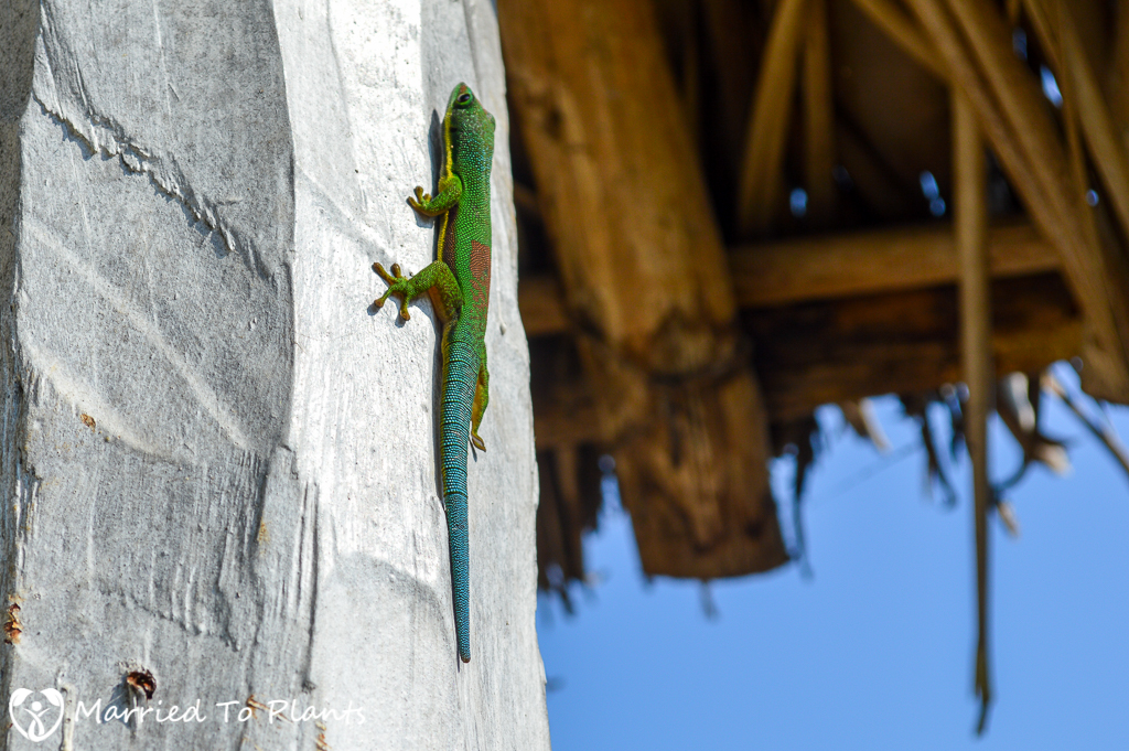 Madagascar Day Gecko (Phelsuma madagascariensis madagascariensis)