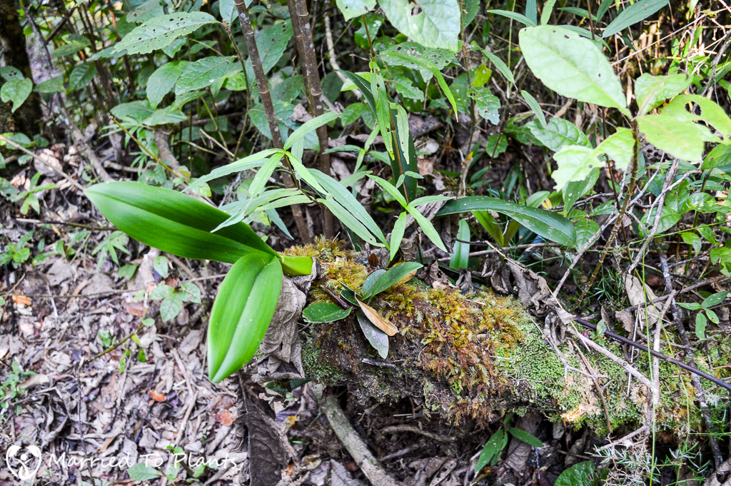 Unknown Orchid at Mantadia National Park