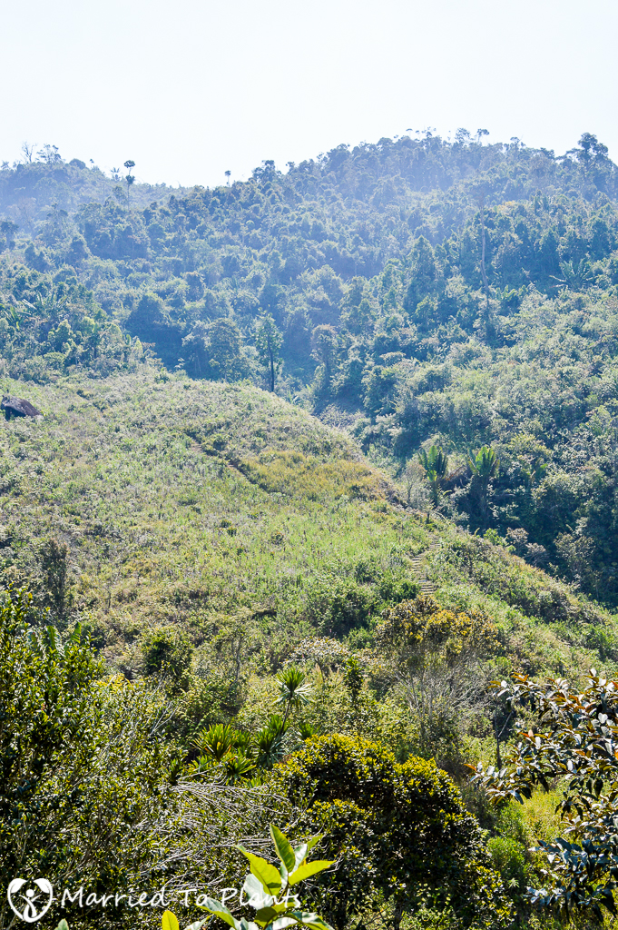 Maromizaha Reserve Deforestation