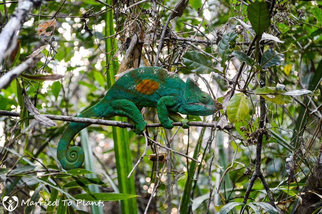 Maromizaha Reserve Parson's Chameleon (Calumma parsonii)