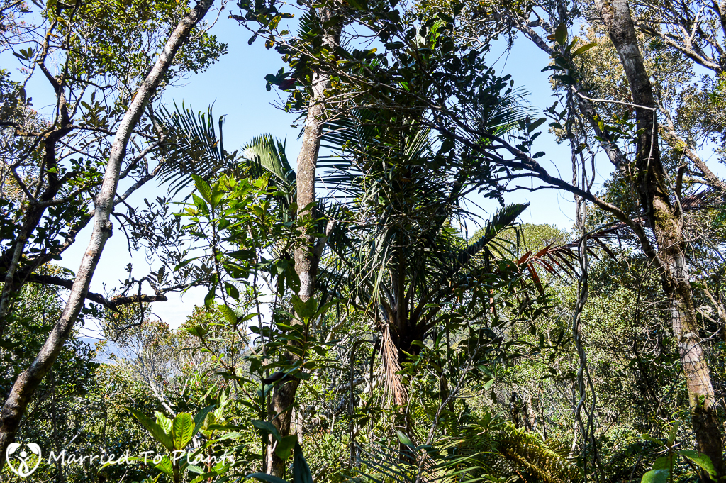 Maromizaha Reserve Ravenea madagascariensis