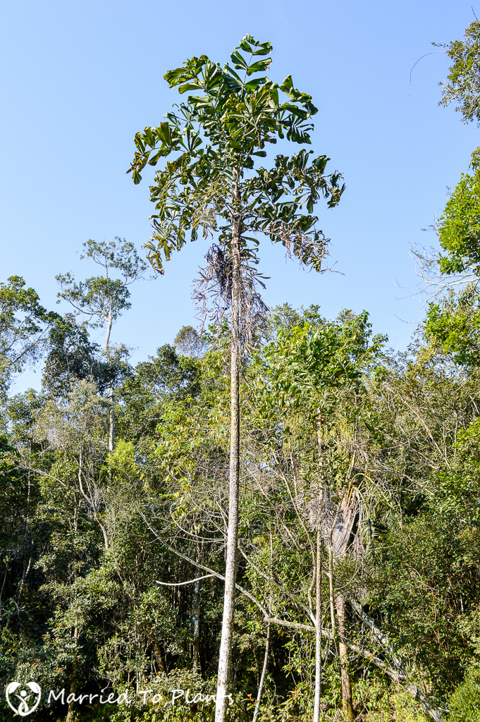 Mitsinjo Reserve Dypsis pinnatifrons