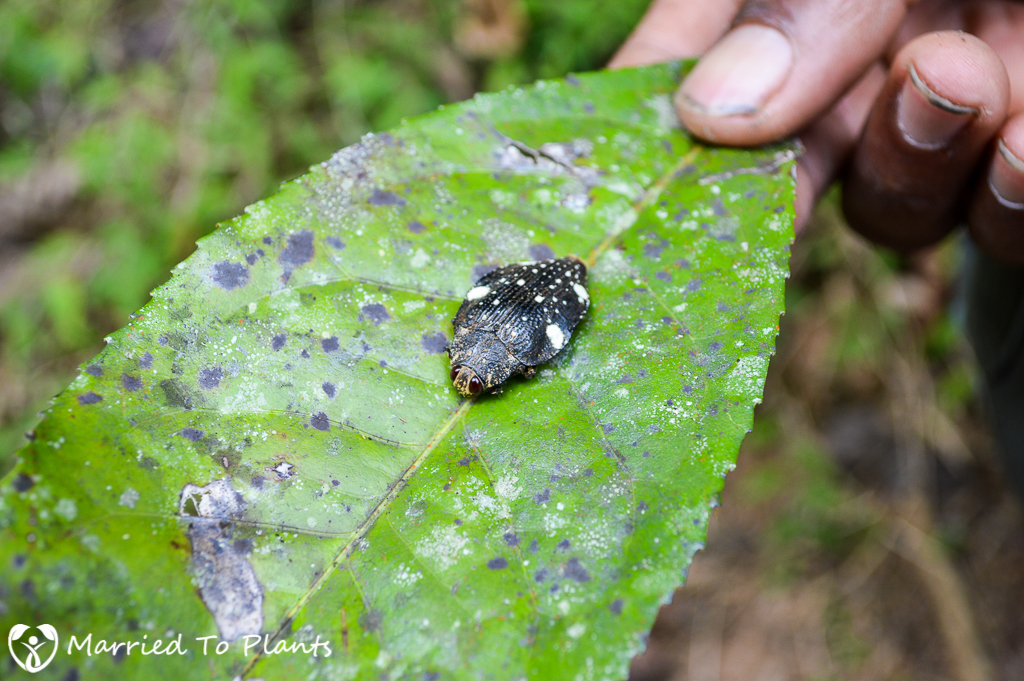 Unknown Beetle at Analamazaotra Reserve