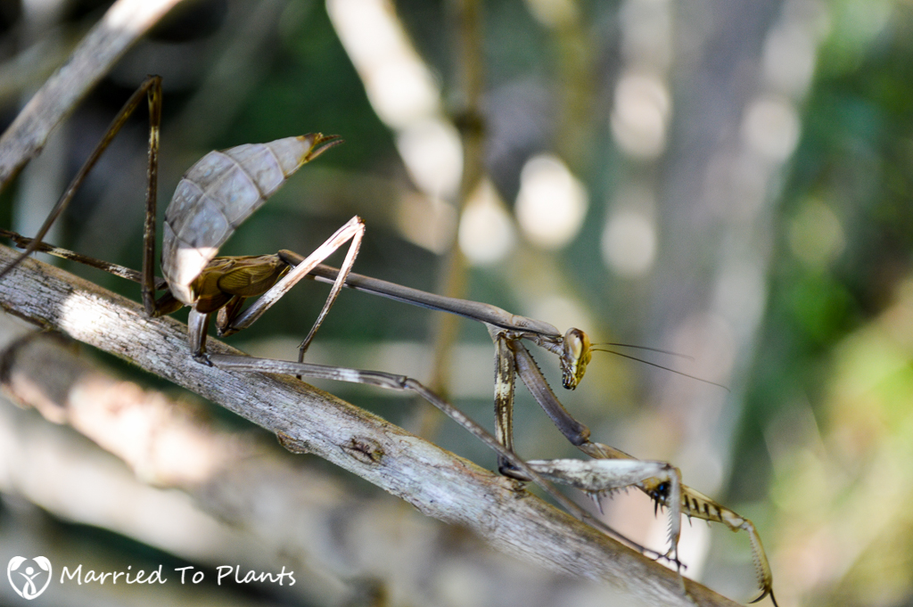 Praying Mantis at Mitsinjo Reserve