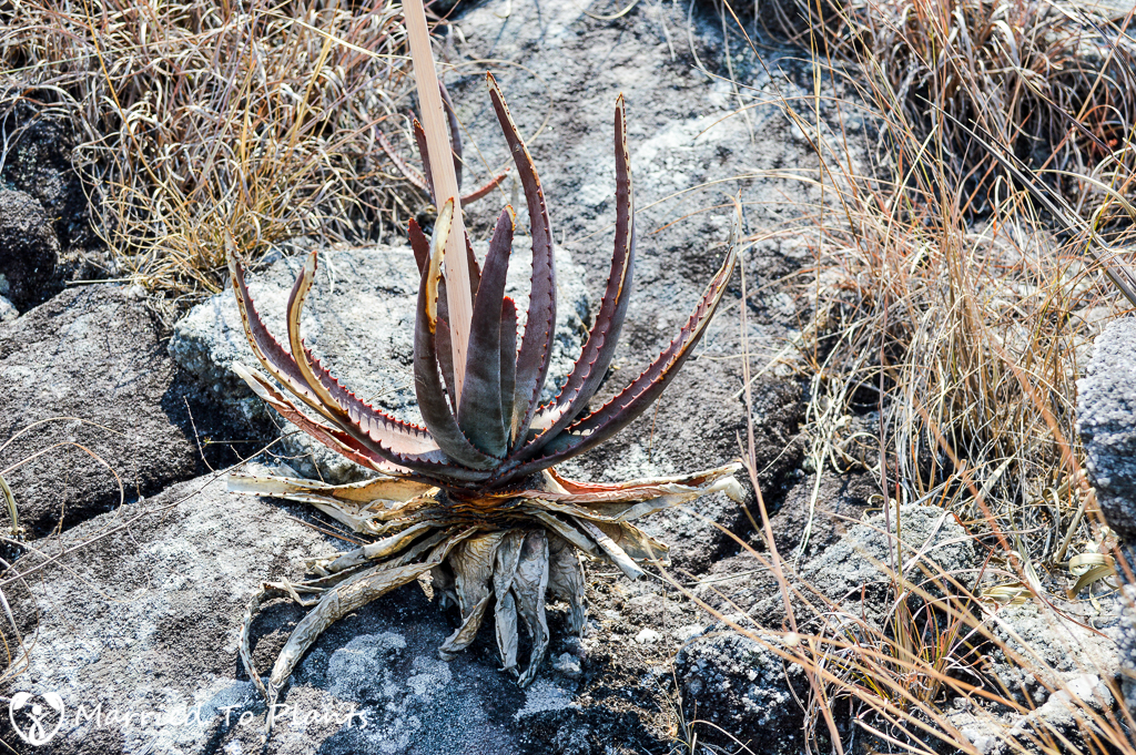 Aloe trachyticola on Mount Ibity
