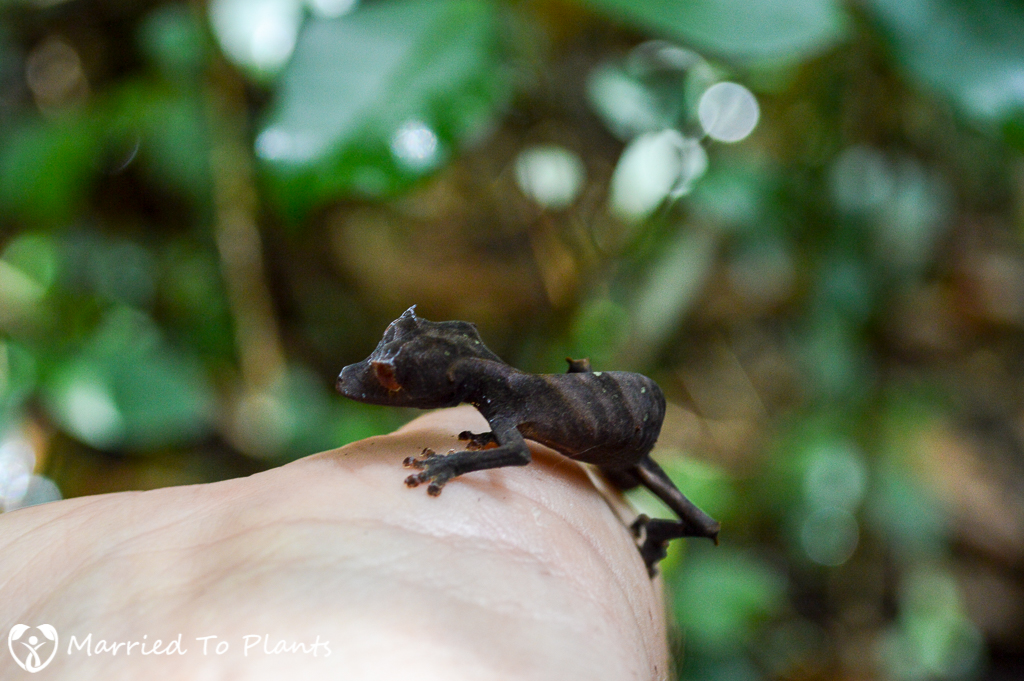 Baweng Satanic Leaf Gecko at Ranomafana