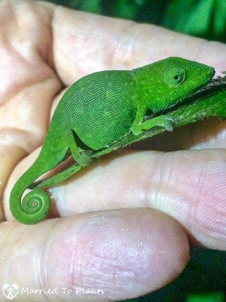 Glaw's Chameleon at Ranomafana