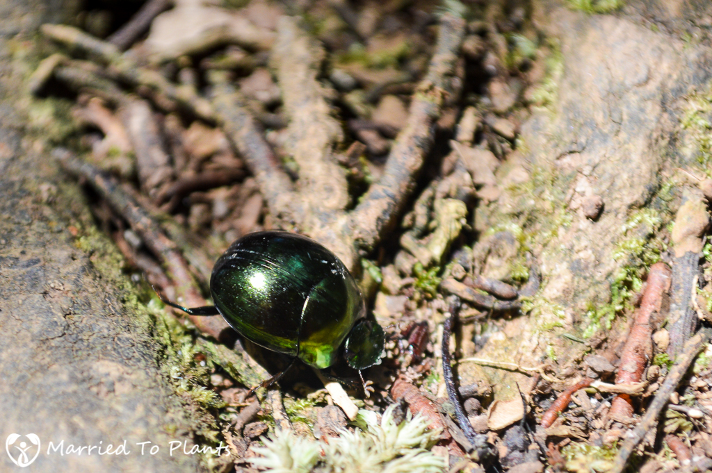 Green Beetle at Ranomafana