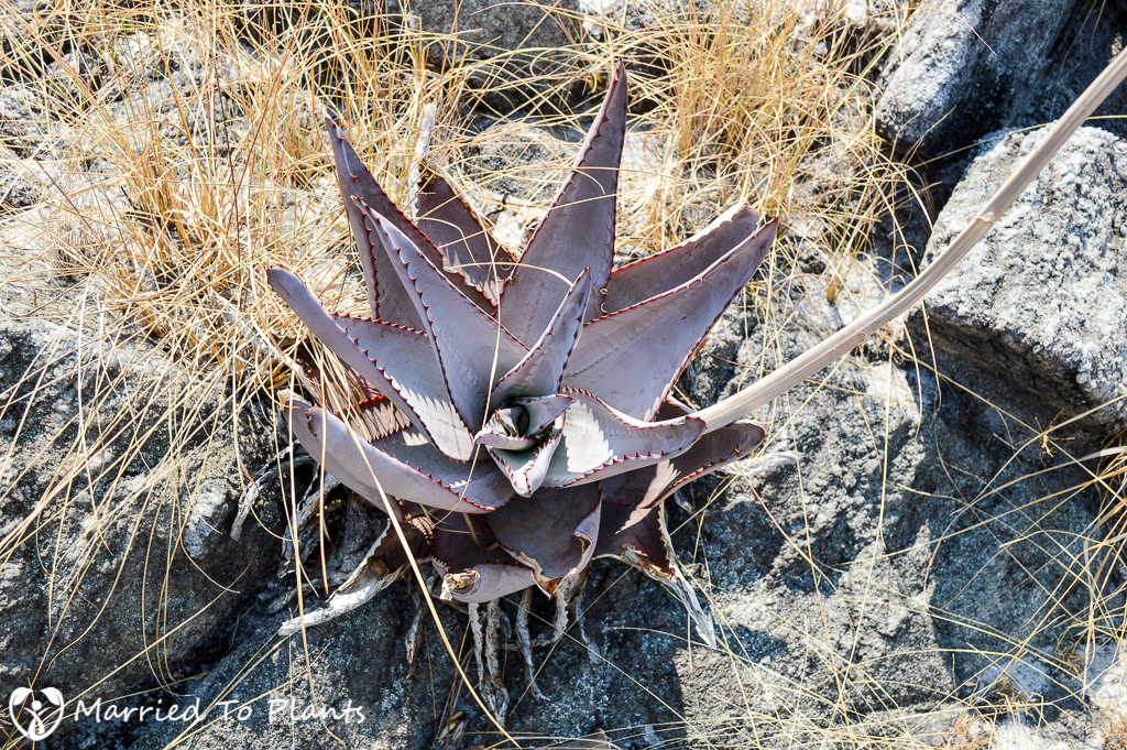 Aloe capitata var quartziticola on Mount Ibity