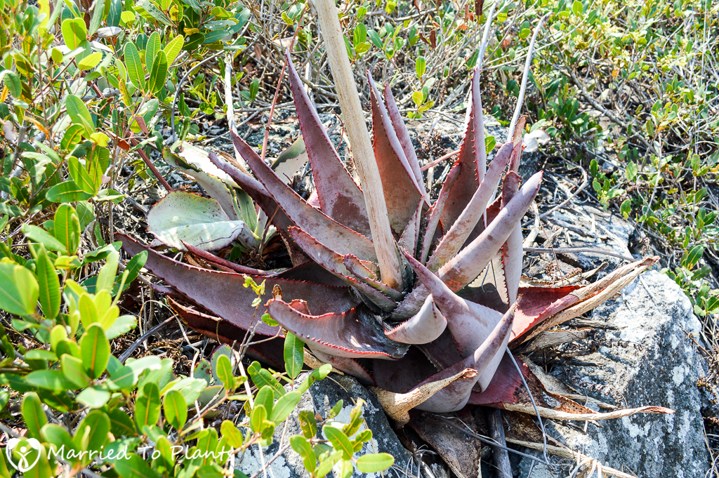 Aloe capitata var quartziticola on Mount Ibity
