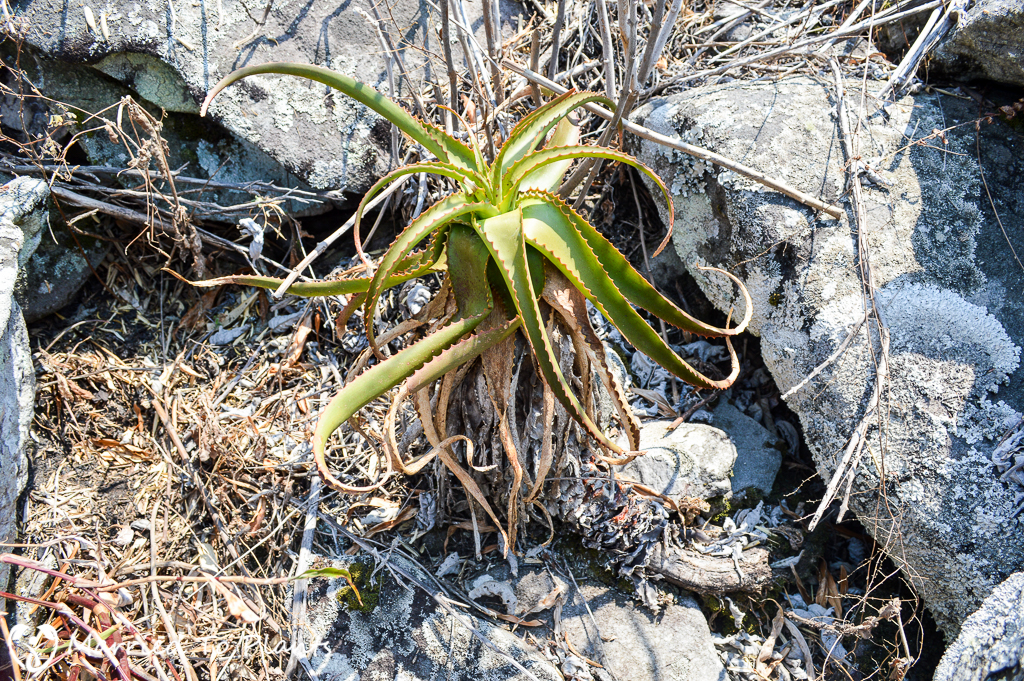 Aloe ibitiensis on Mount Ibity