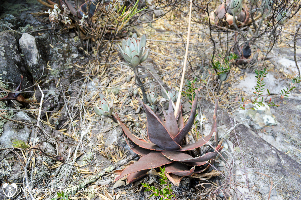 Aloe laeta and Kalanchoe tomentosa on Mount Ibity