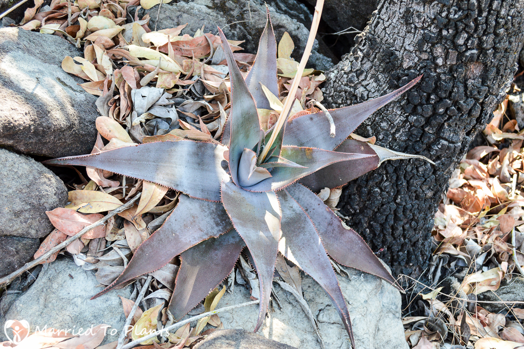 Aloe laeta on Mount Ibity
