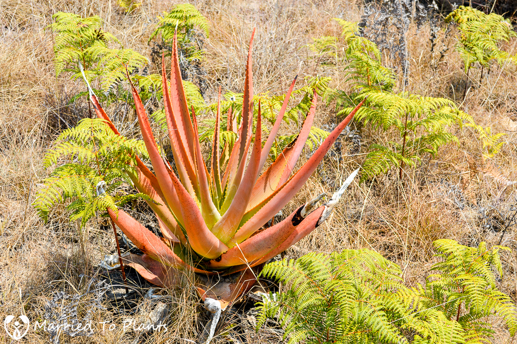 Aloe macroclada on Mount Ibity