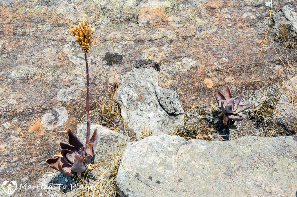 Aloe pachydactylos on Mount Ibity