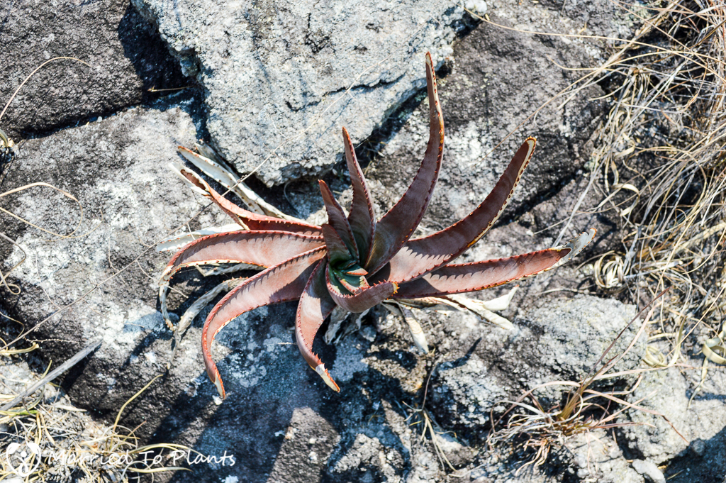 Aloe trachyticola on Mount Ibity