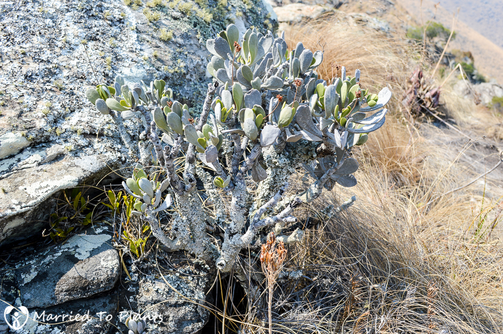 Kalanchoe integrifolia on Mount Ibity