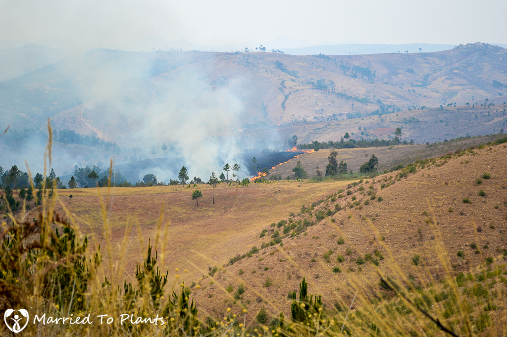 Slash and Burn Agriculture on Mount Ibity