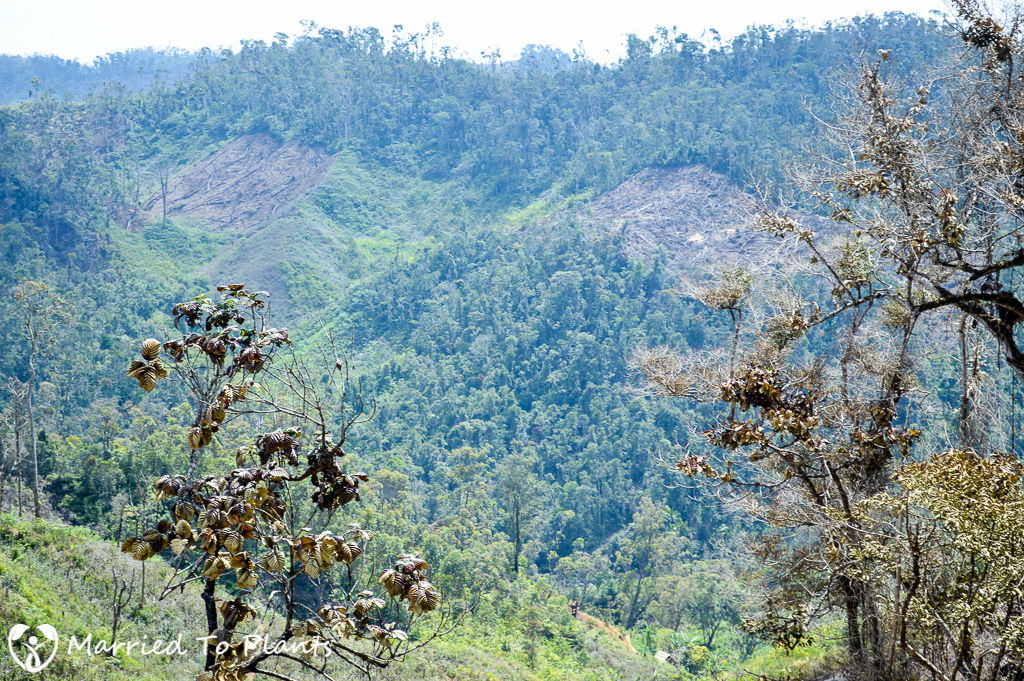 Vohimana Reserve Deforestation