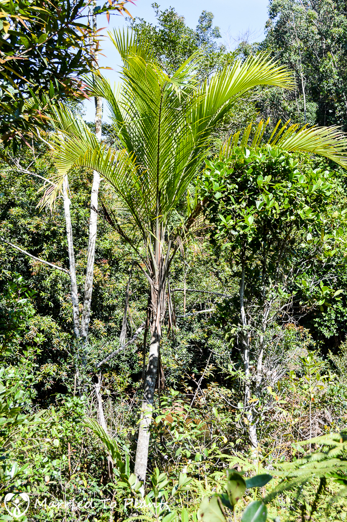 Vohimana Reserve Ravenea sambiranensis