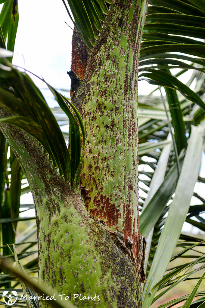 Vohimana Reserve Unknown Dypsis Crownshaft
