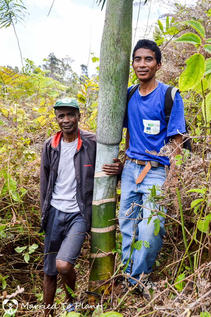 Vohimana Reserve Unknown Dypsis with Guides