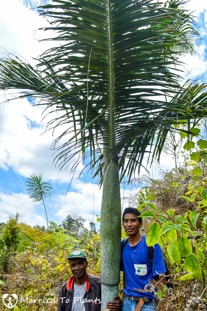 Vohimana Reserve Unknown Dypsis