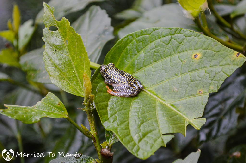 White Spotted Reed Frog at Ranomafana