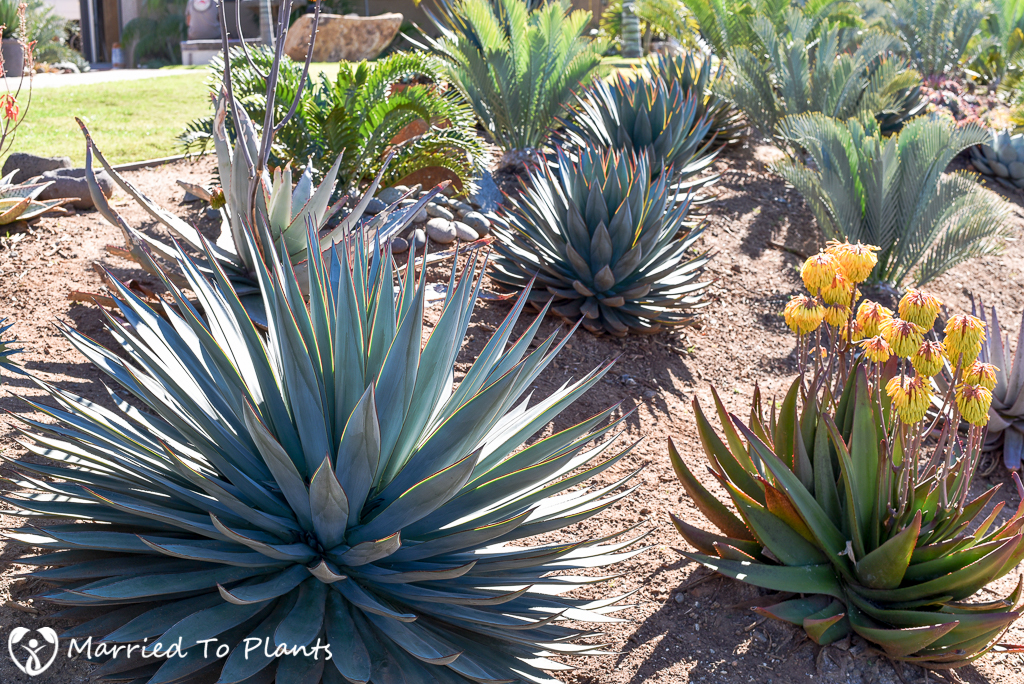 Agave 'Blue Glow' in Landscape