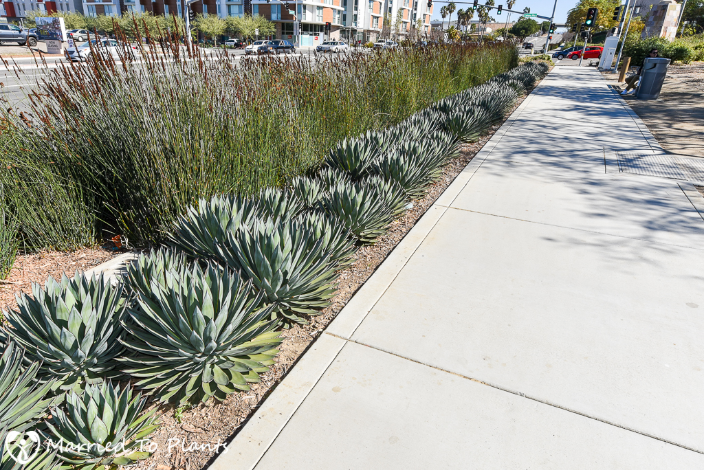 Row of Agave 'Blue Glow'