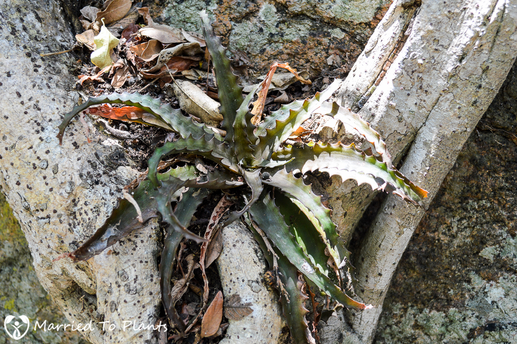 Aloe affine prostrata-sakarahensis