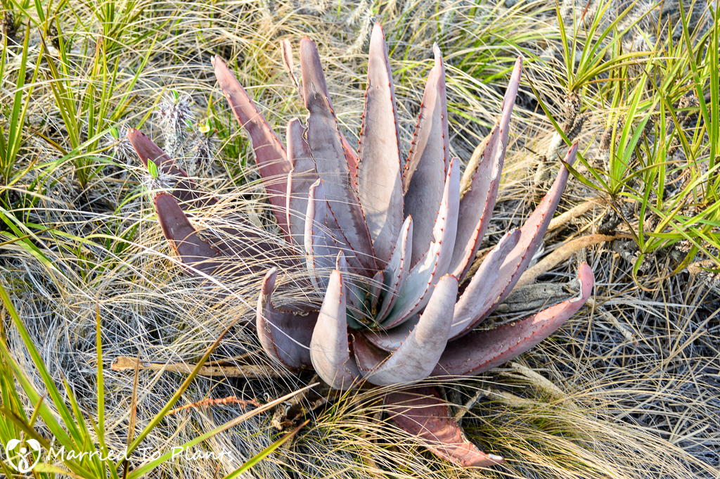 Aloe capitata at Anja Reserve