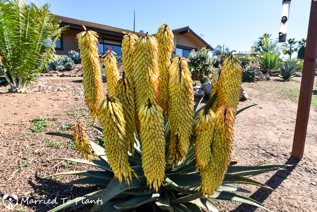 Aloe capitata x ferox Hybrid