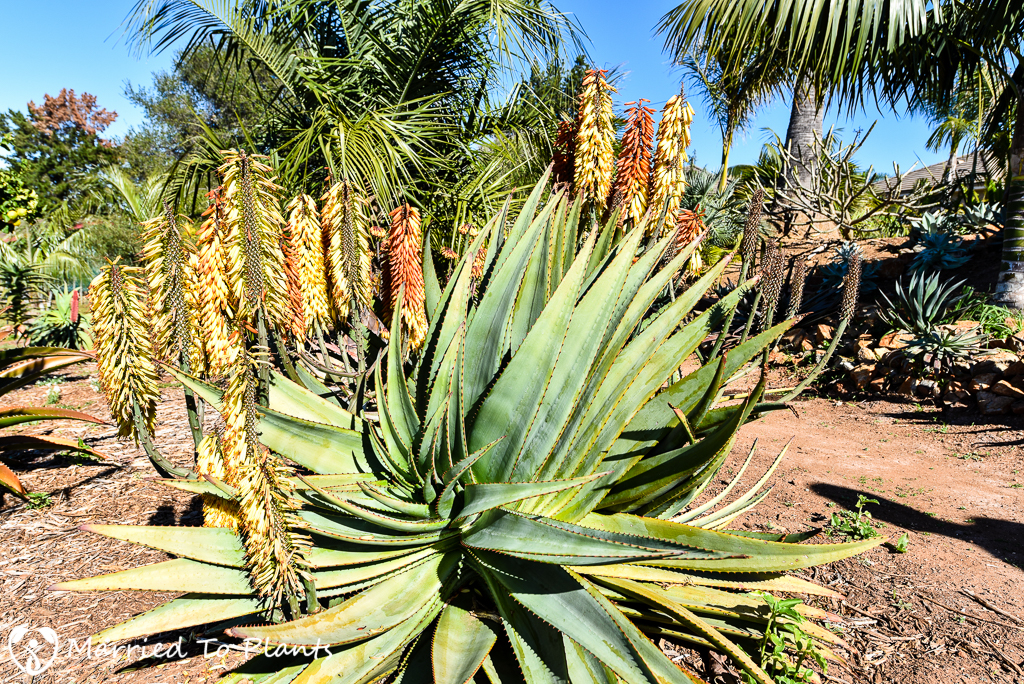 Aloe capitata x ferox Hybrid