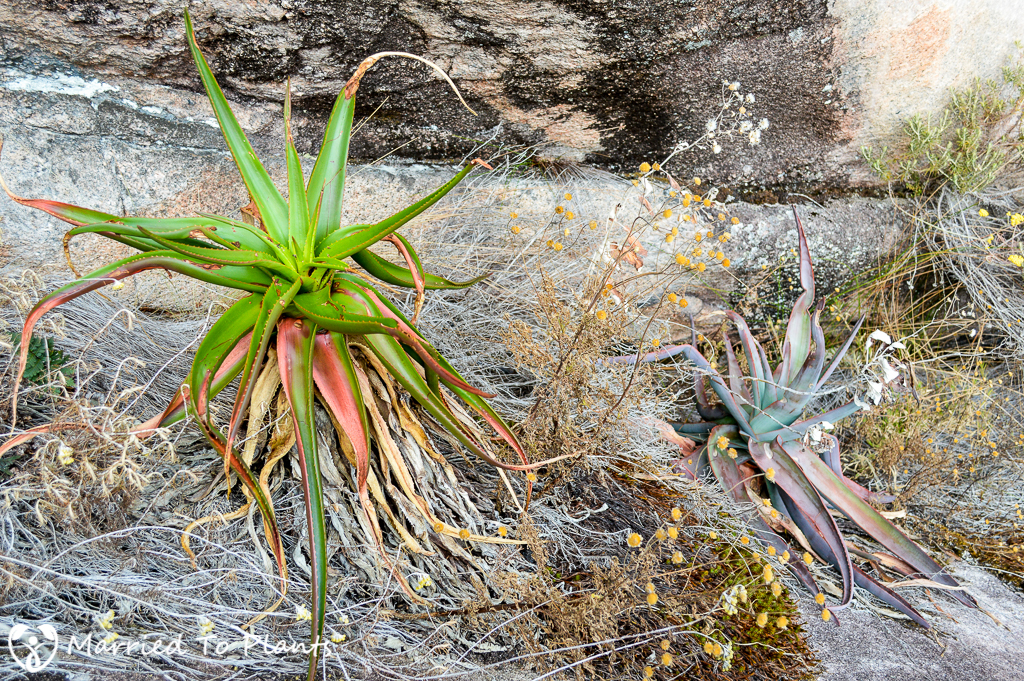 Aloe johannis-philippei and Aloe andringitrensis