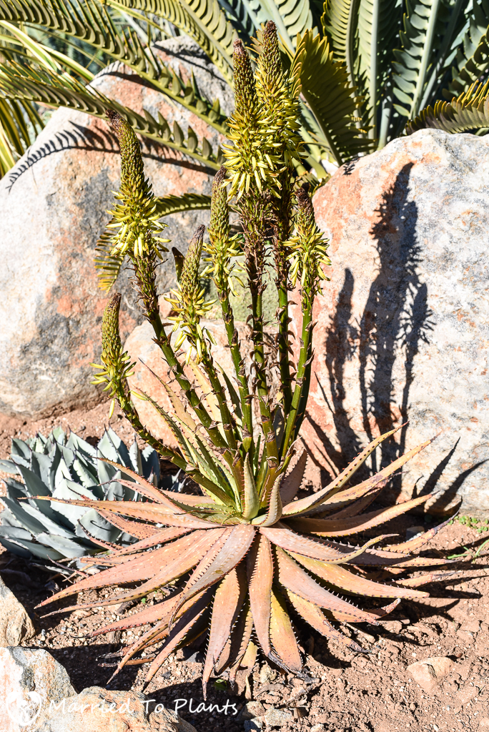 Aloe microstigma Flowering