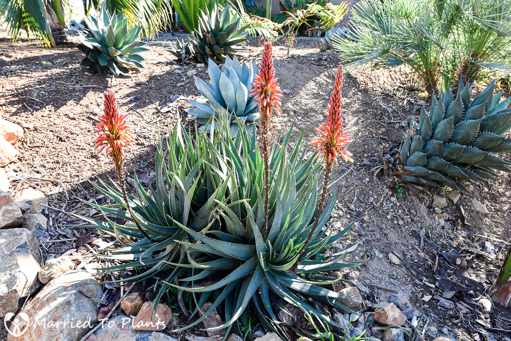 Aloe socotrina Flowering