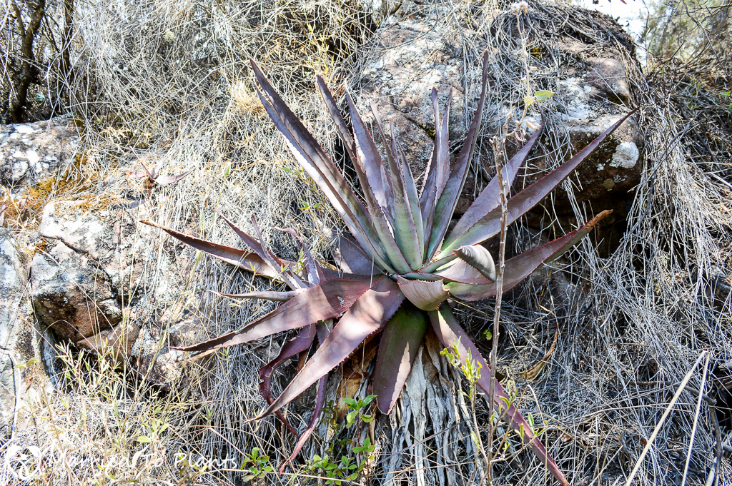 Andringitra National Park Aloe capitata