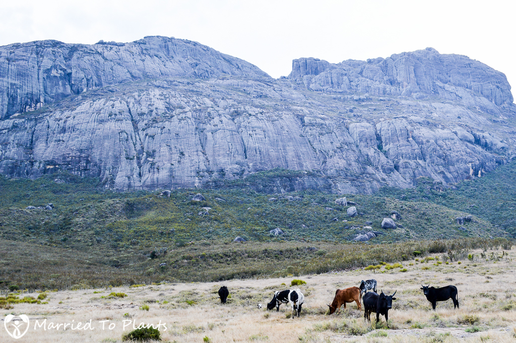 Andringitra National Park Zebu Herd