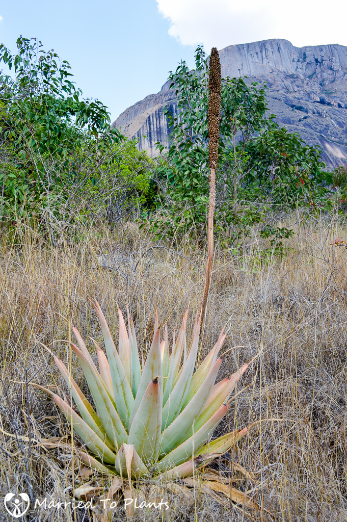 Aloe macroclada at Anja Reserve