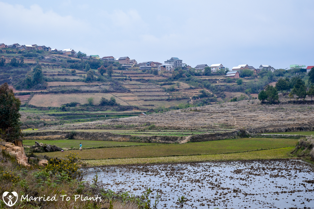 Antoetra Rice Field