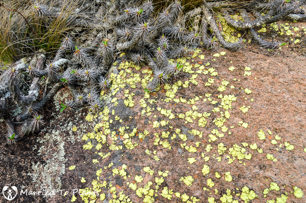 Lichens on Rocks at Anja Reserve