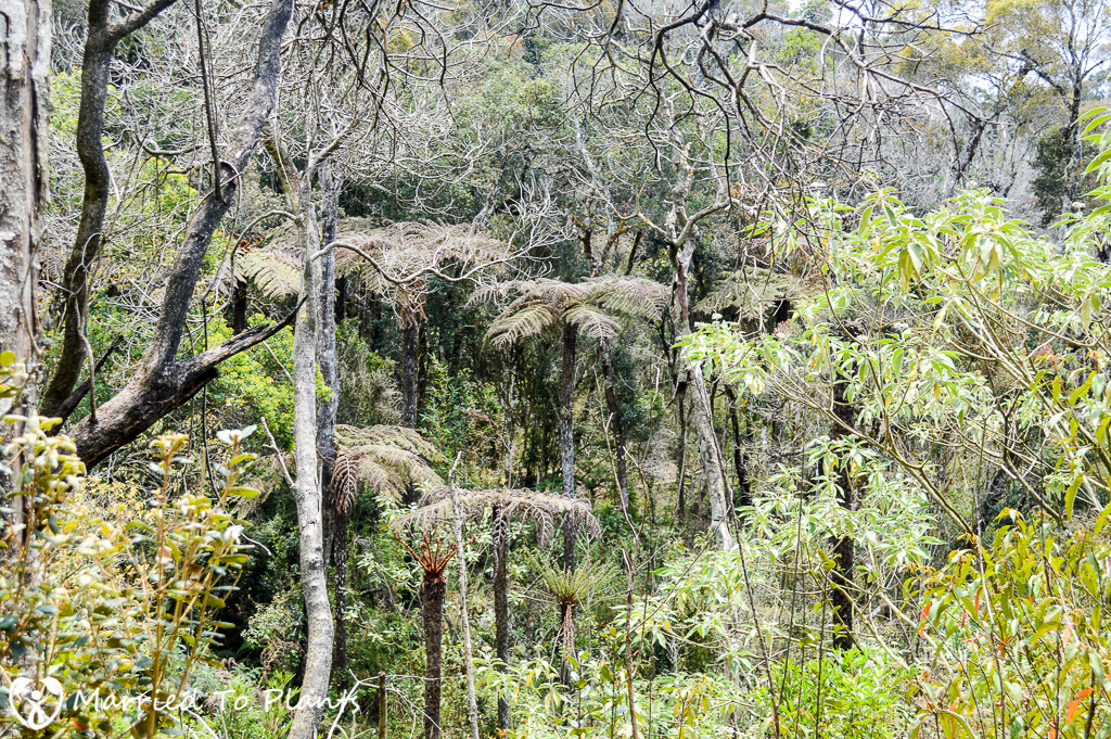 Rainforest of Antoetra