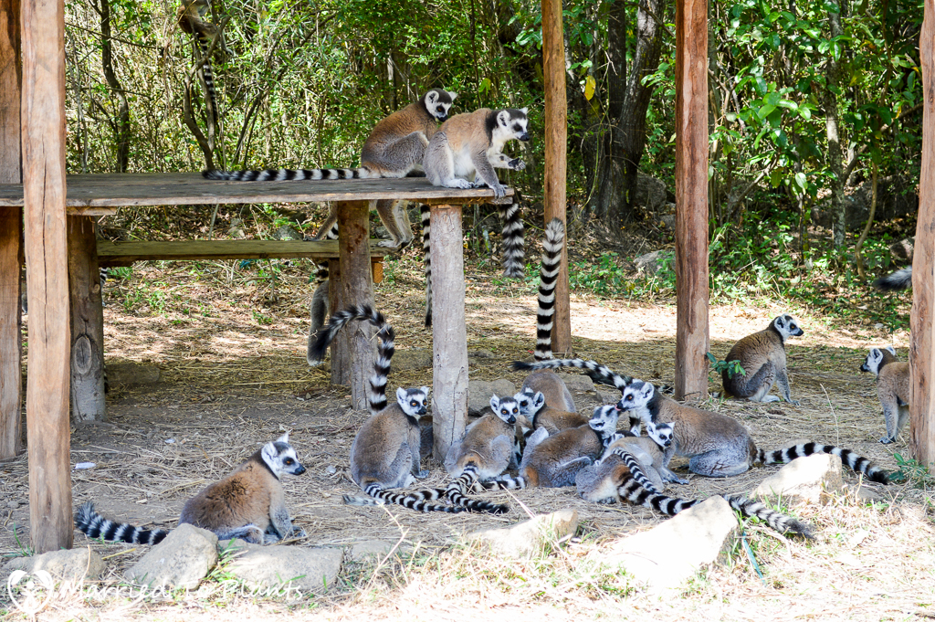 Ring-tailed Lemur's at Anja Reserve