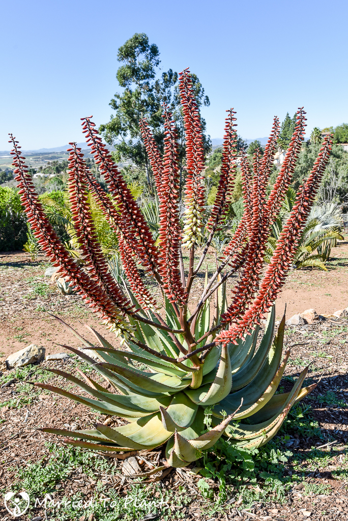 Unknown Aloe Hybrid