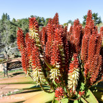Aloe hybrids – The chaos has only just begun